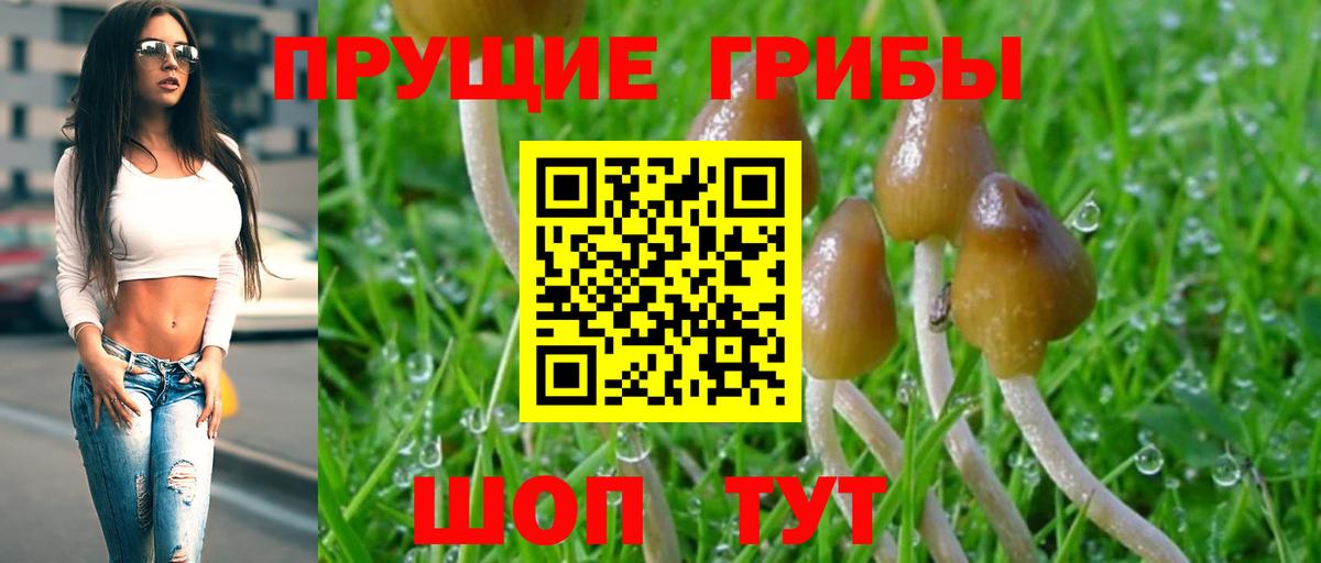 Псилоцибиновые грибы Psilocybine cubensis  Вход с VPN  Краснодар 